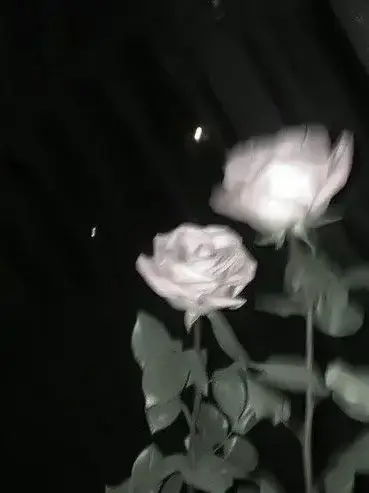 DATIL의 🏰 컨휴 왕국 👑