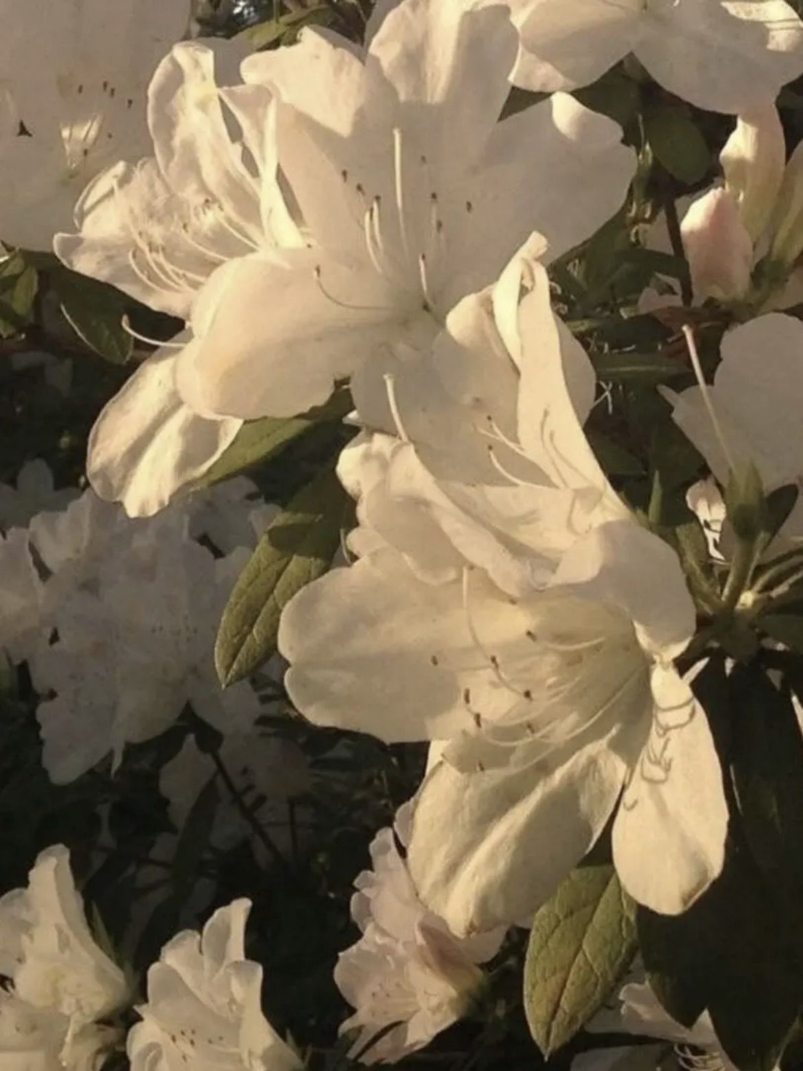 고양이 수인이라고, , ? - 소멸 대표 이미지