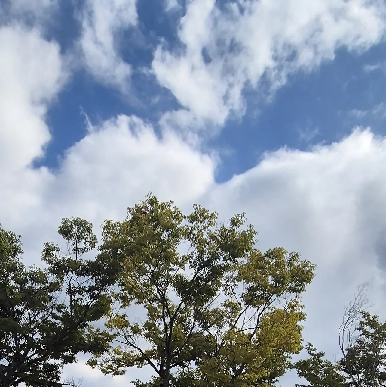 WhiteCake의 소꿉친구인 그녀