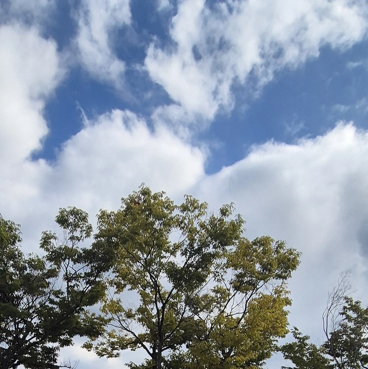 소꿉친구인 그녀