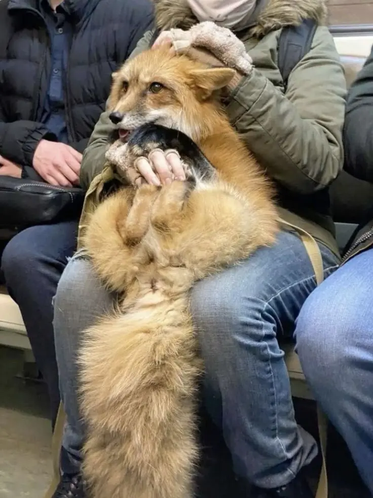 xoo._sio12의 여우