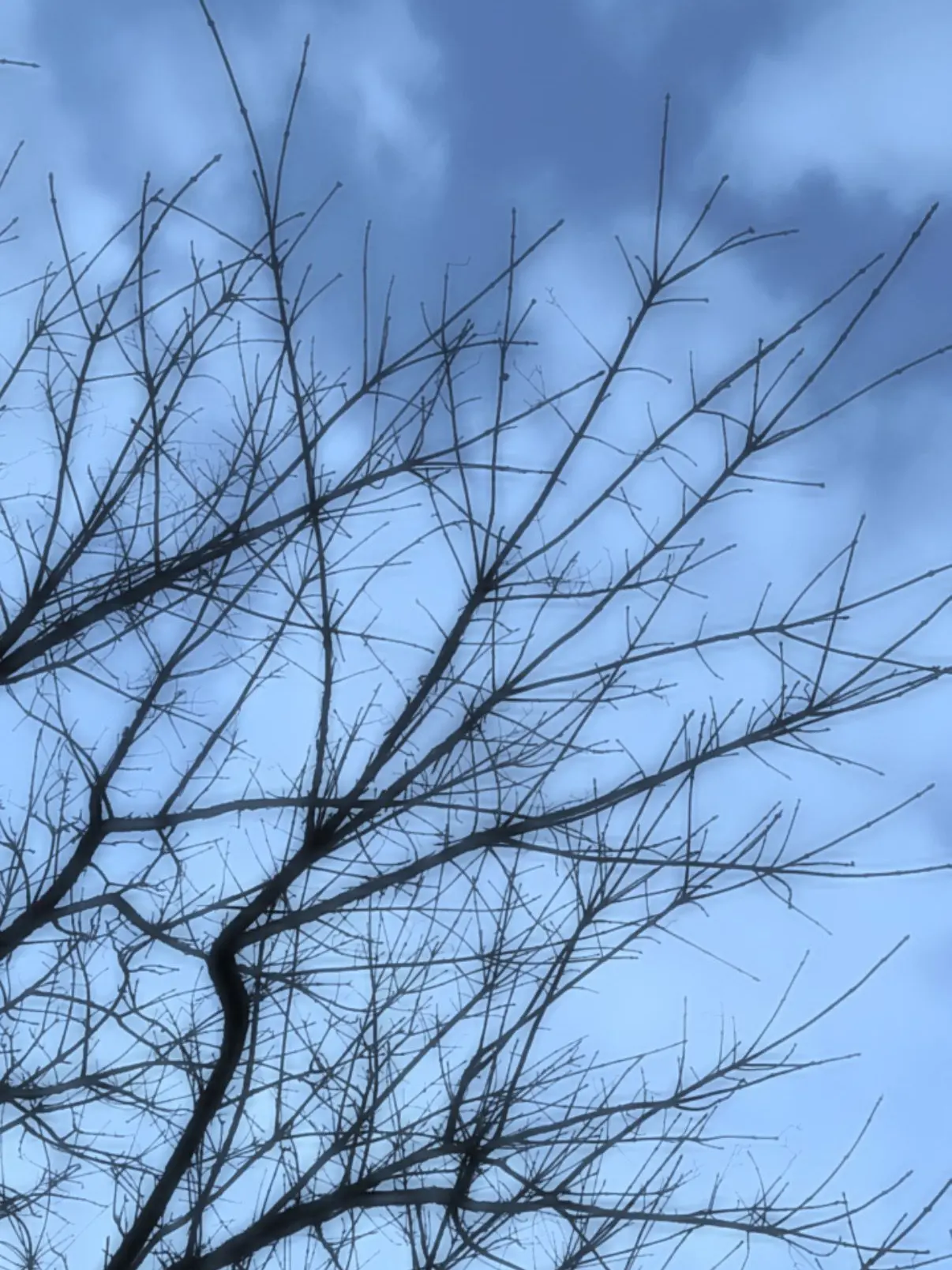 JuicyFossa9141의 게임만하는남친