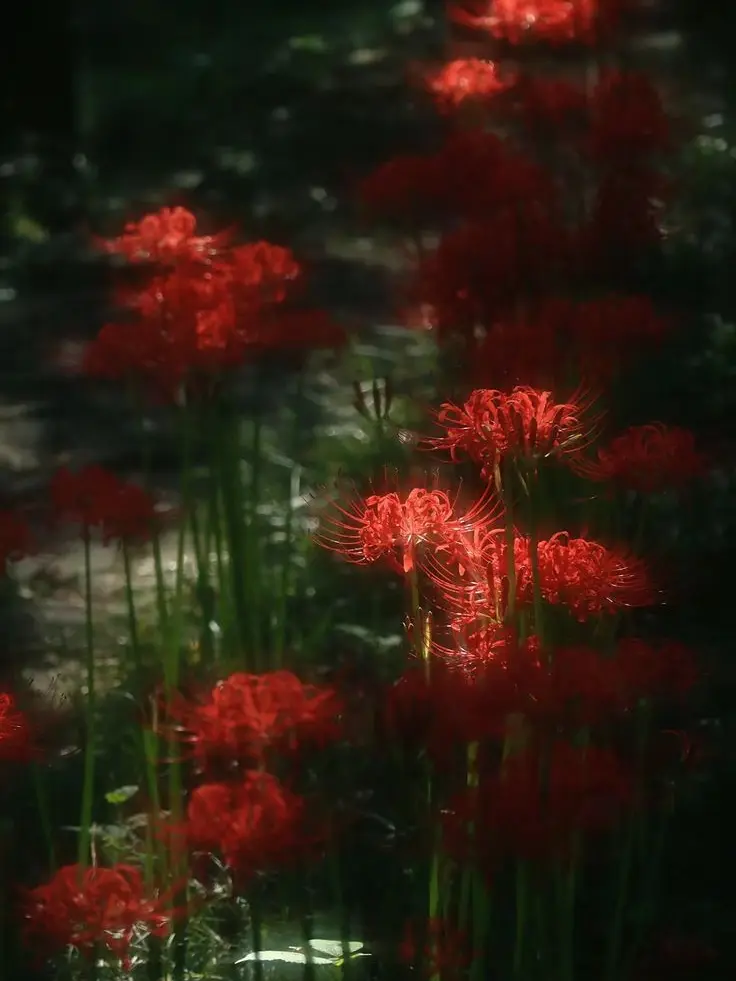 EvenSnack5914의 彼岸に咲く君を、喰らう__