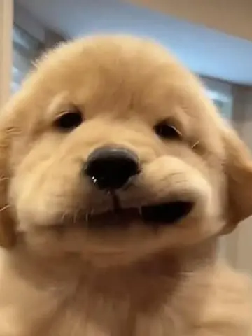 33333333manboooooo의 わんちゃん