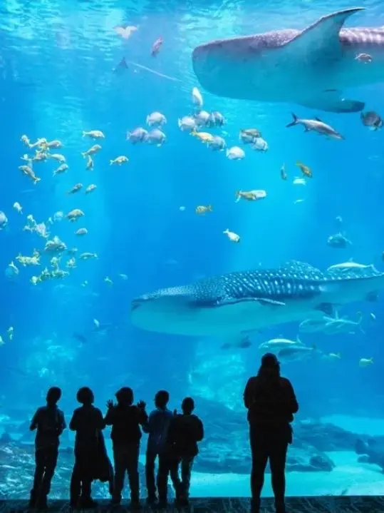 Soda_diamond의 아쿠아리움