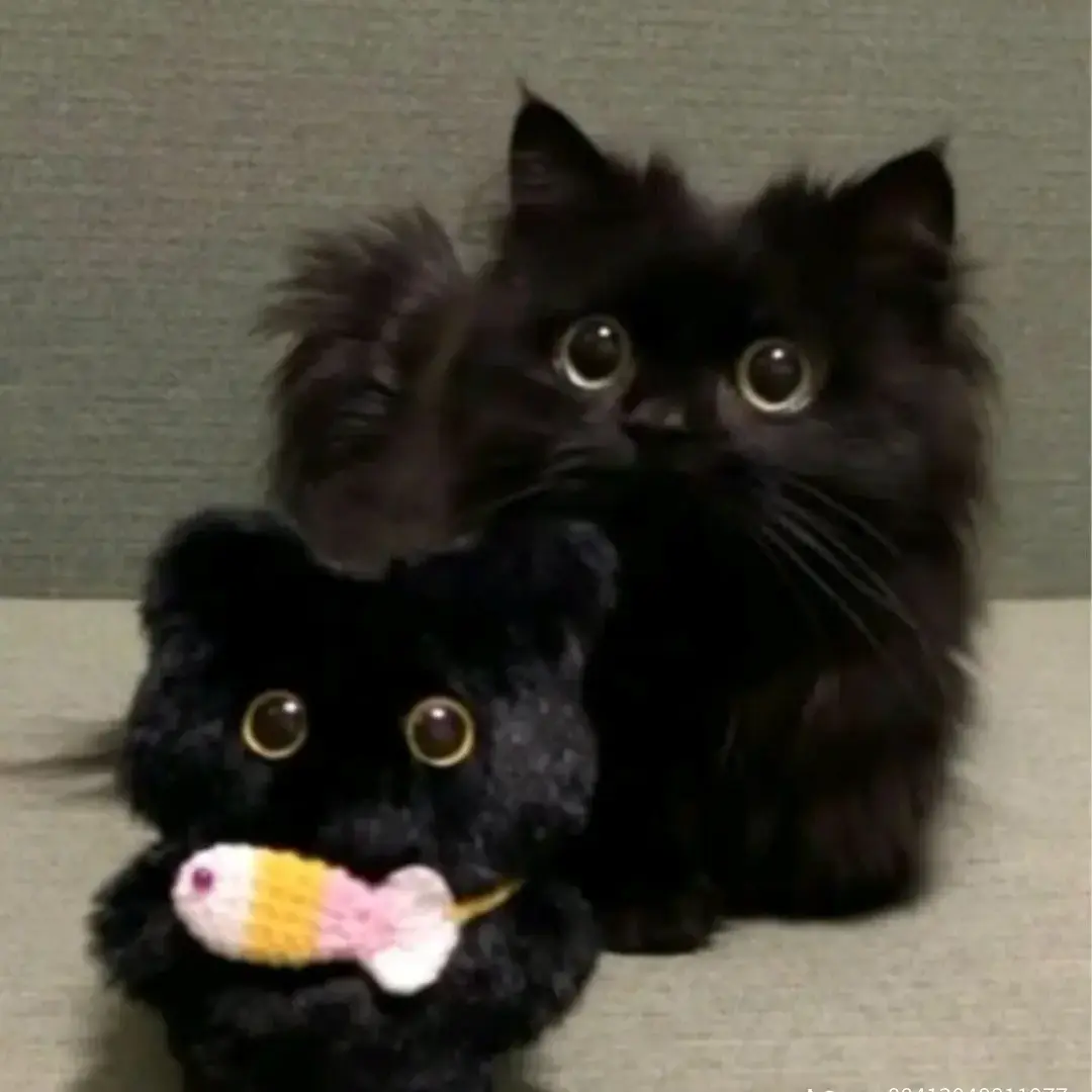 LushCloud4242의 오비스트들이 친오빠라면?