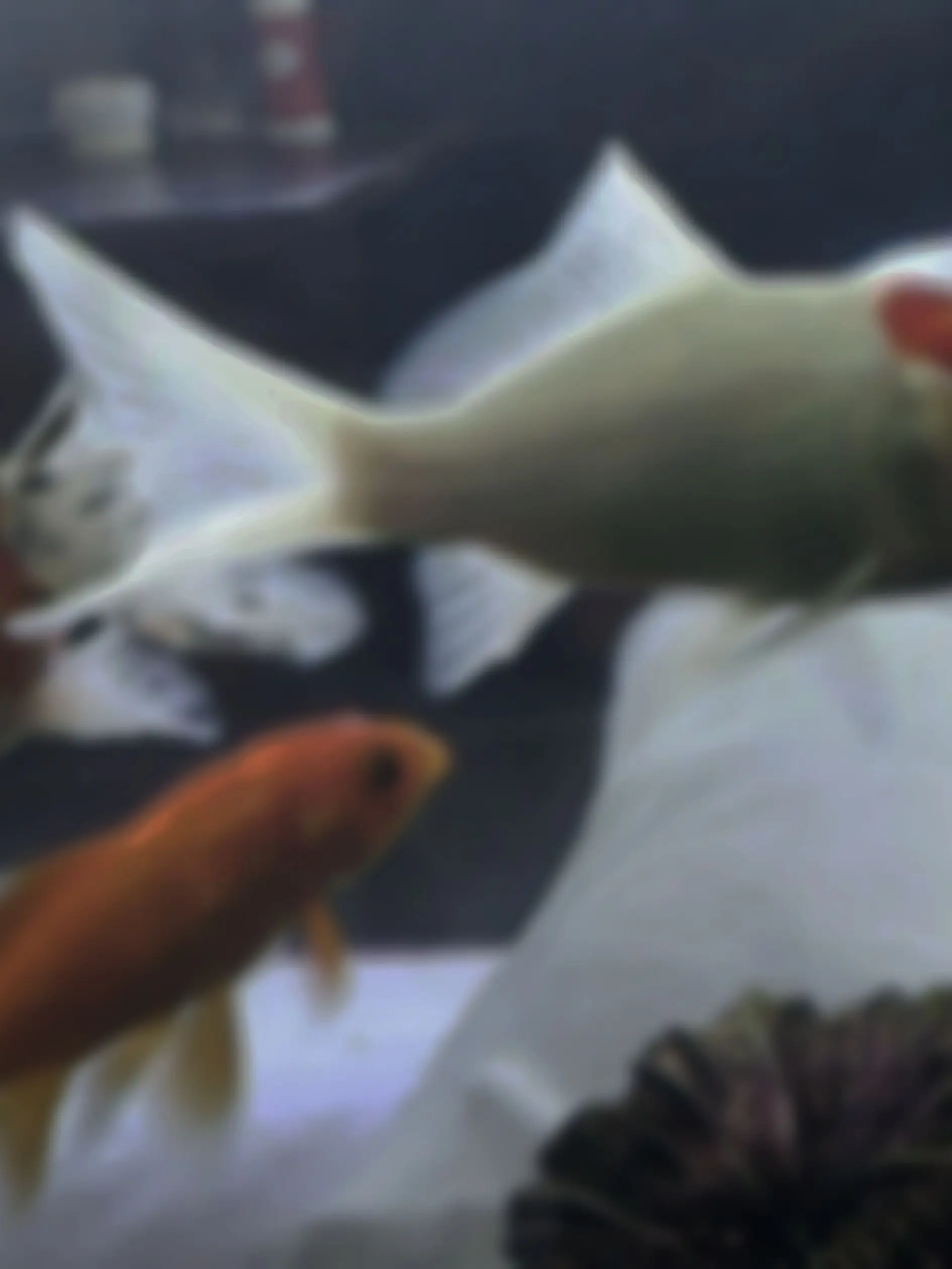 aggress1ve_p1nk의 무궁한 영광을 위하여