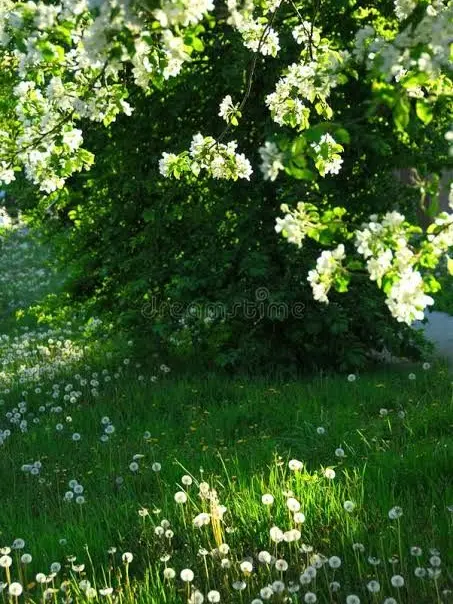 FloralBloom3695의 먼작귀 입양 센터