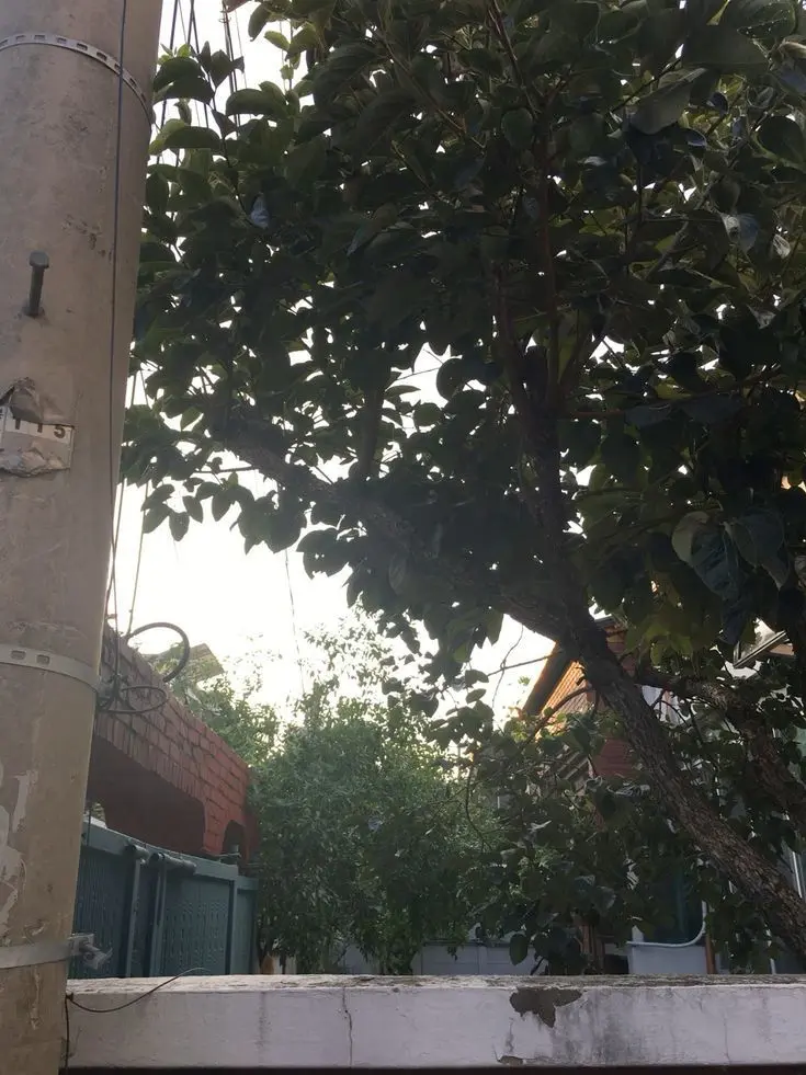 CandidGoal6378의 シナズ川サネミ