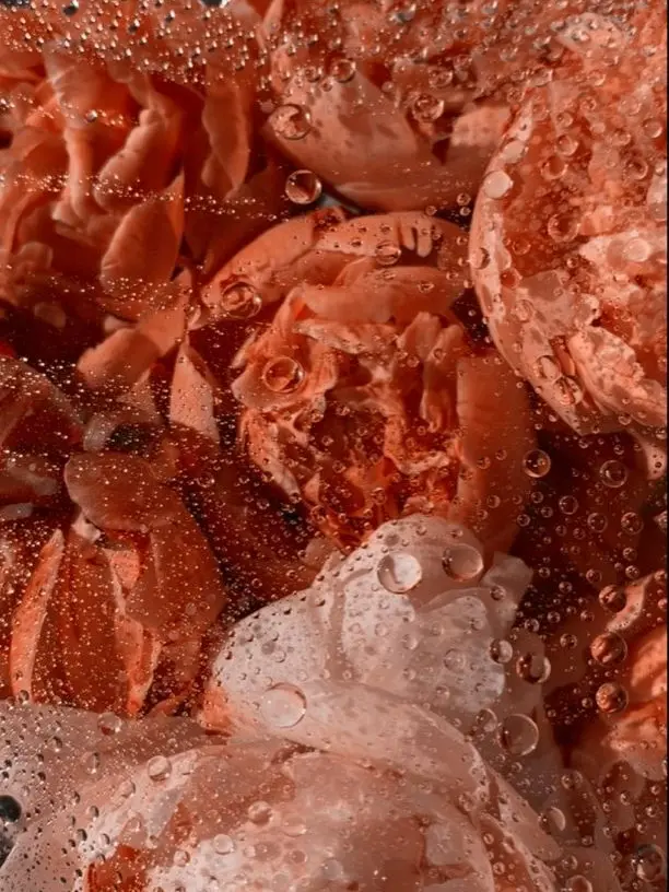 dpxnp의 토끼 수인이 된 나?!