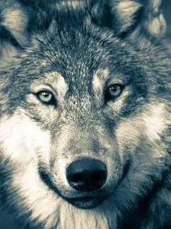 Painted_Dream의 The Wolf Knows Her