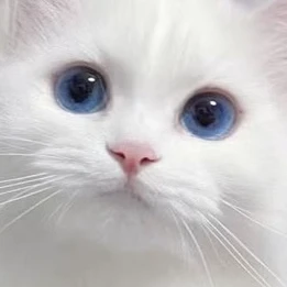 잭