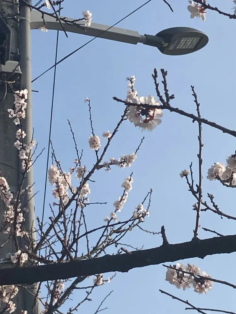 C.nG의 늑대는 개과다.