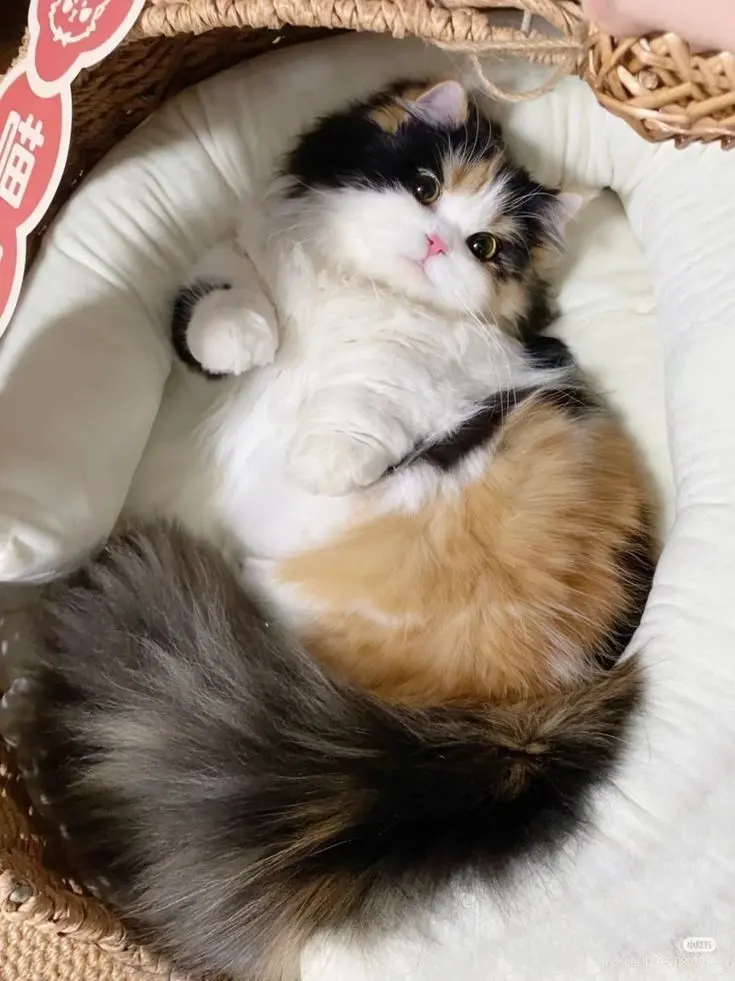 TruePlush9443의 고양이