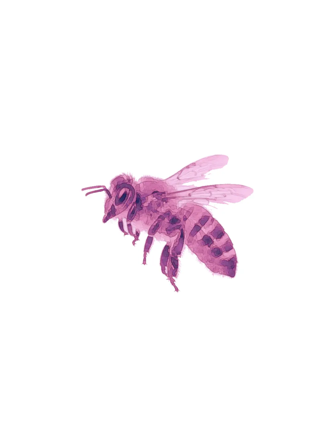 MaleTaxi3169의 Queen Bee