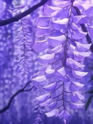 Hell_forever의 귀칼 주 + 여우