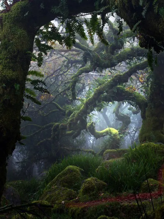 KindFlask1597의 War Between Forests