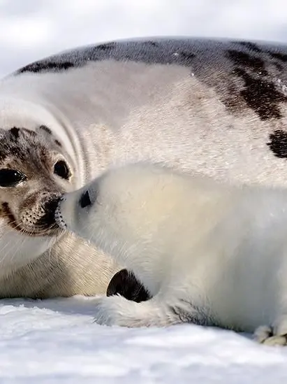 BlueBearTina의 Slice of life: Harp seals