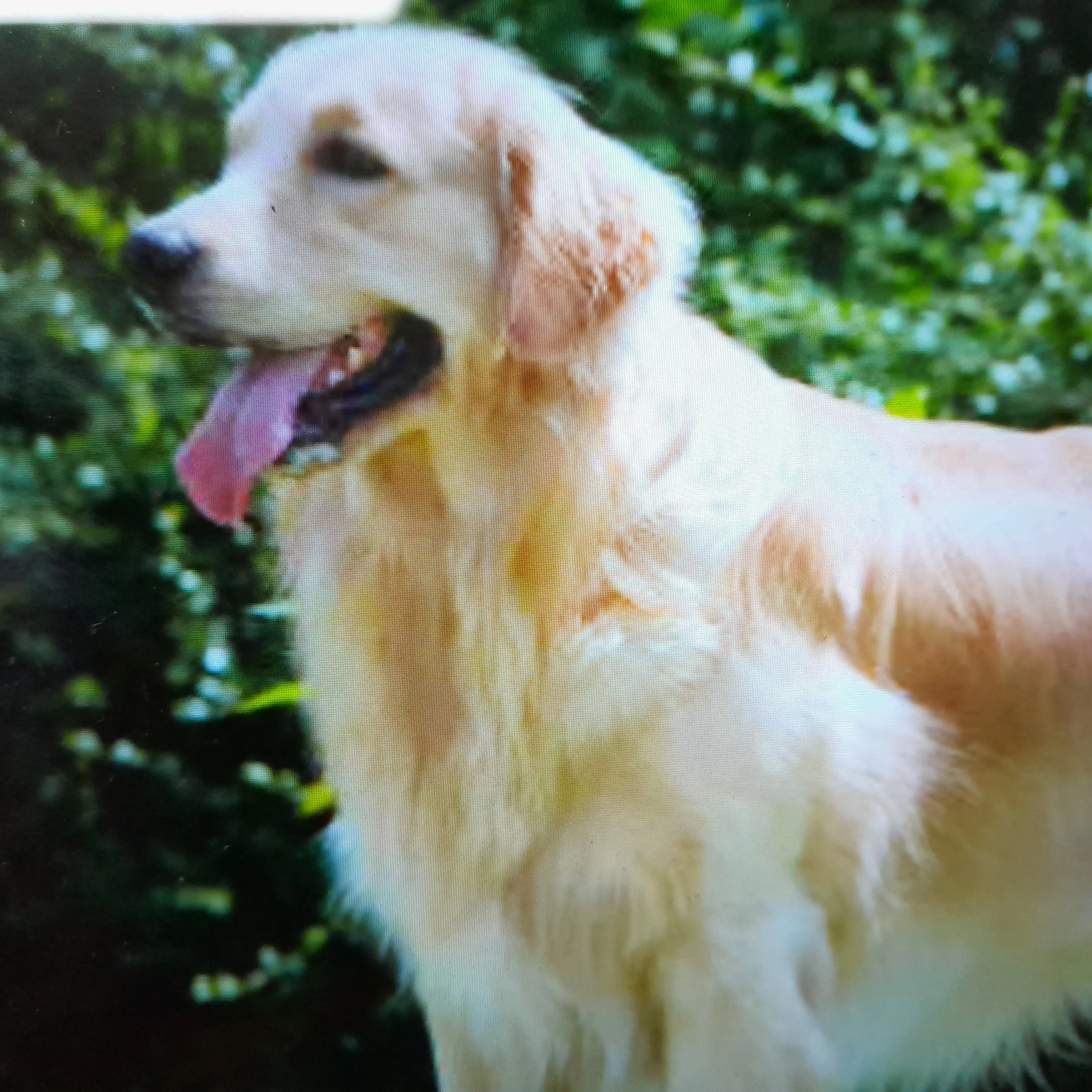 UglyMeat0962의 우리 강아지 골든이!