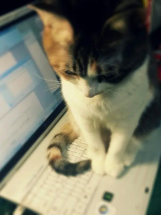 Mok.c0의 행크