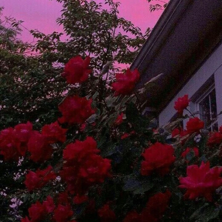장미