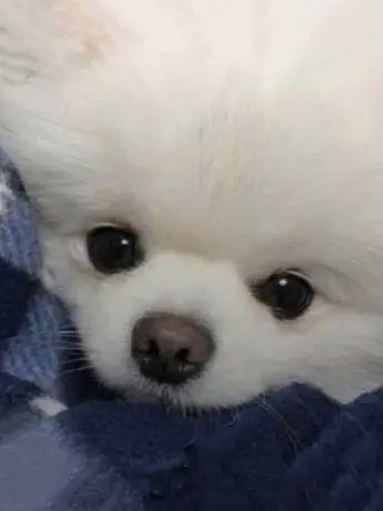 .....ux의 お花