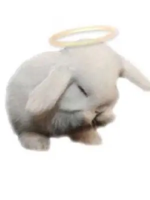 Literally_mad의 ⋆˚𝜗𝜚˚⋆ ~ `` 🐇 ‚ ‚