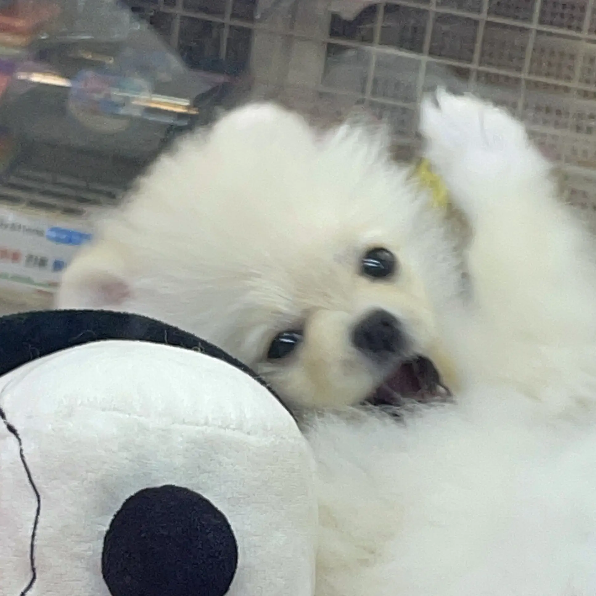 odhskwoxjs의 무이치로