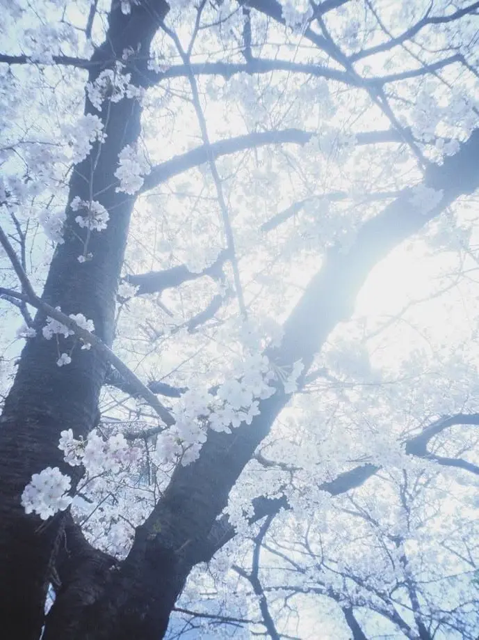 Naisei의 동양의 꽃 요괴(1)