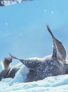 hdhdhjdhdhffcccchf의 개또라이 포버트 링슬리