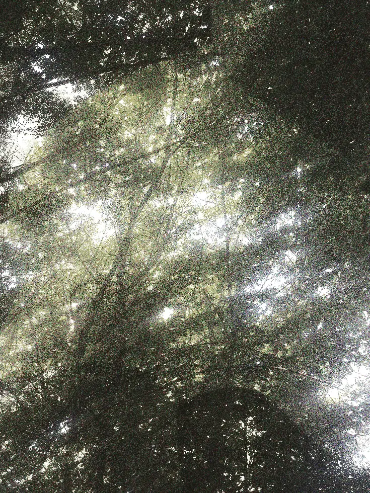 tirkftirkftirkf의 色を失った木。