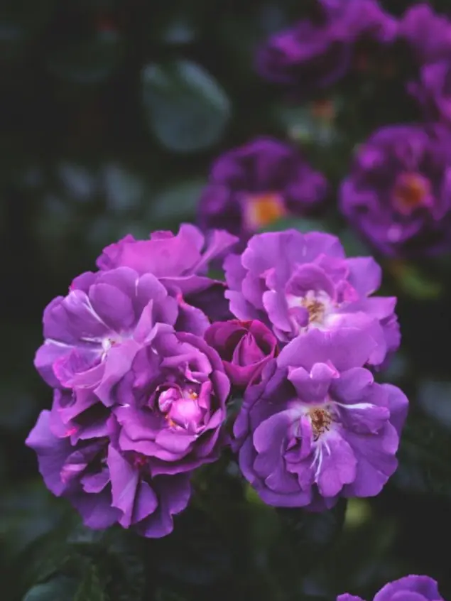 putridTrill1285의 My Heart Belongs to You