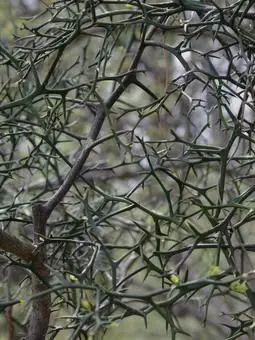 MoodyDull7653의 強制帰還監督生VSバチギレ寂しがり🐉