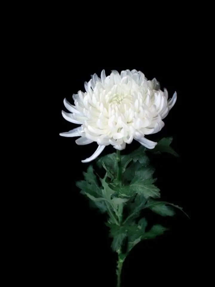 Blackcat469의 추모글