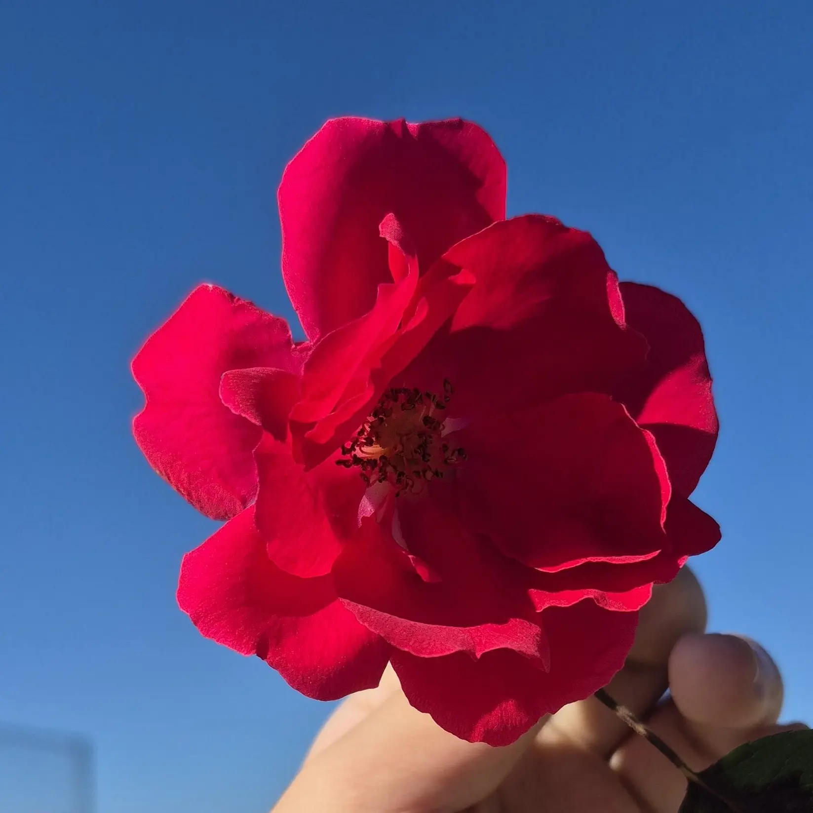 starsad의 놀리원엑