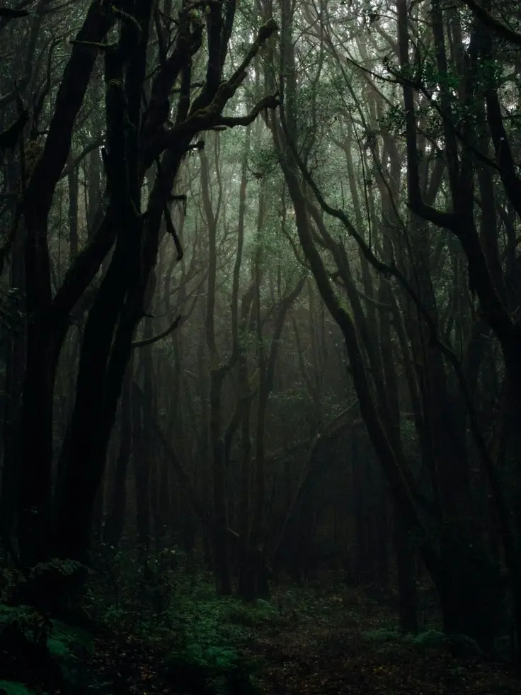 PastBook1694의 Oak Fields