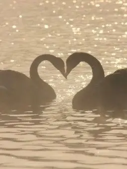 dreamer_0107의 행크