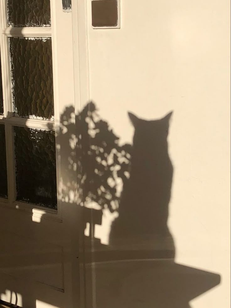 고양이끼리 싸우지 마세요. 대표 이미지
