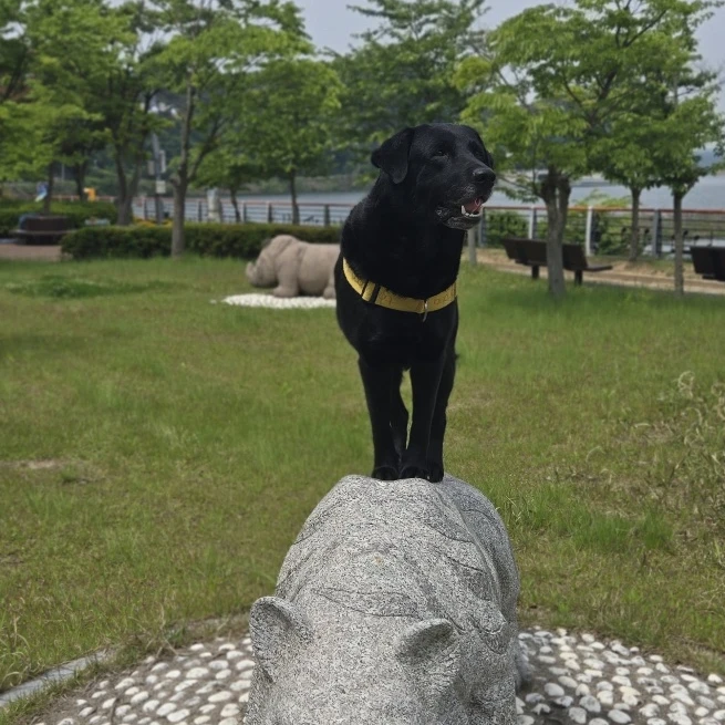 톡톡시아