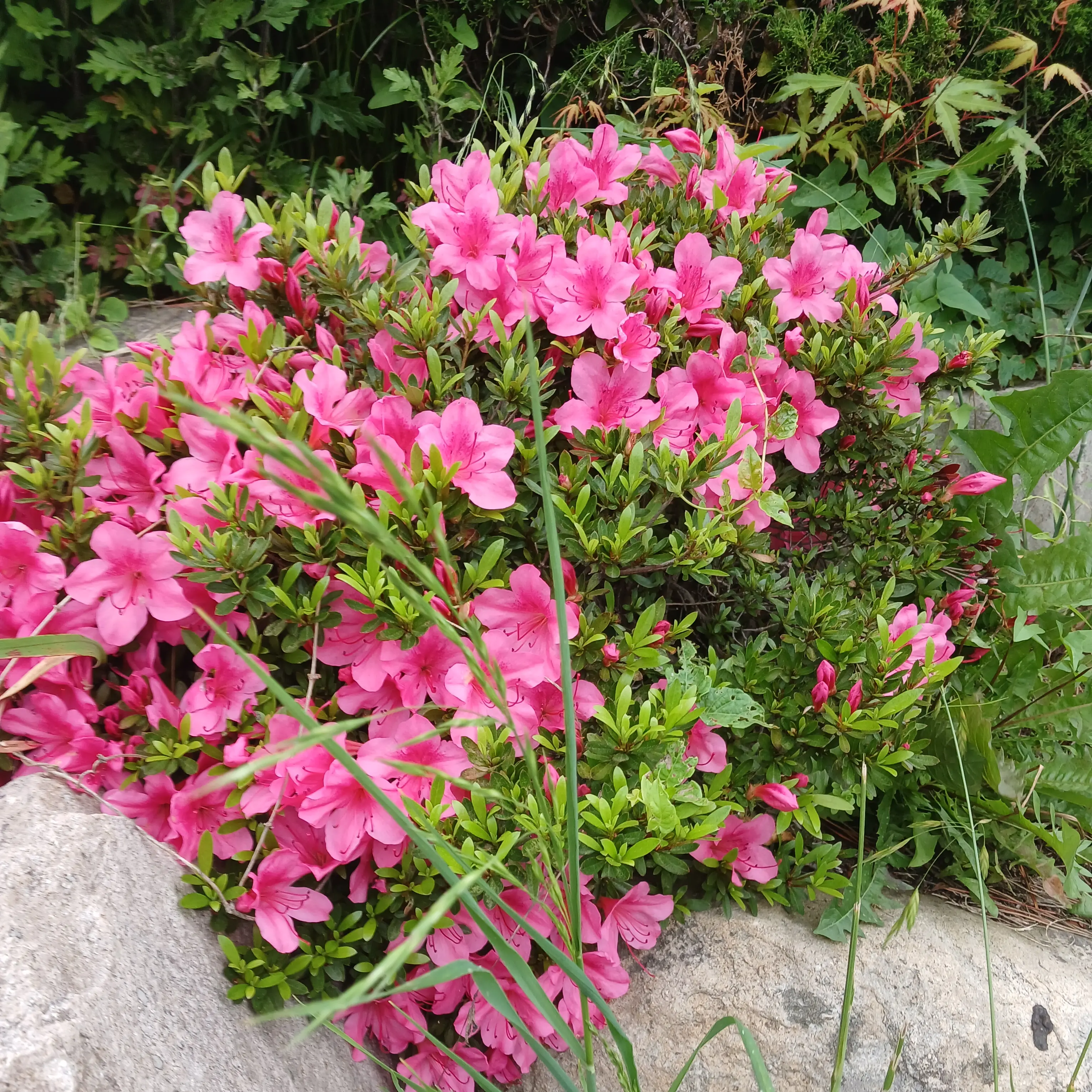 jiwoo0607의 채찍소