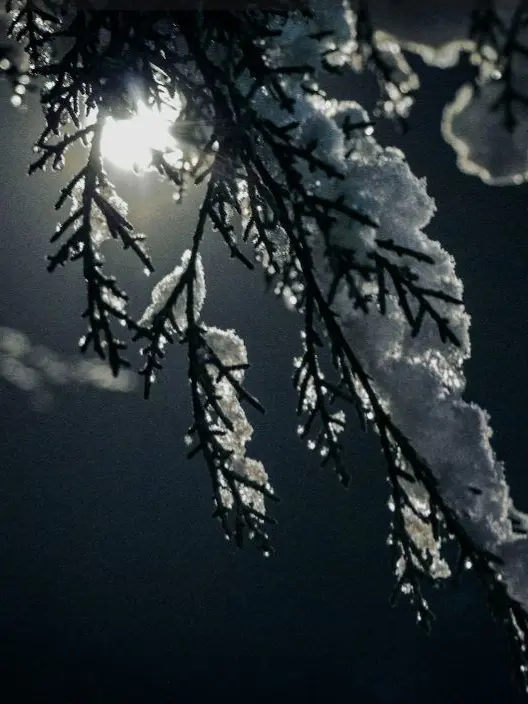 HotSloth3247의 평온한 온실속 화초