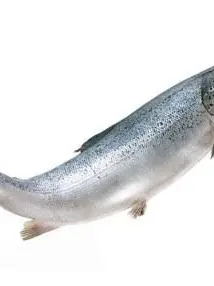 Stupidcreater의 연어