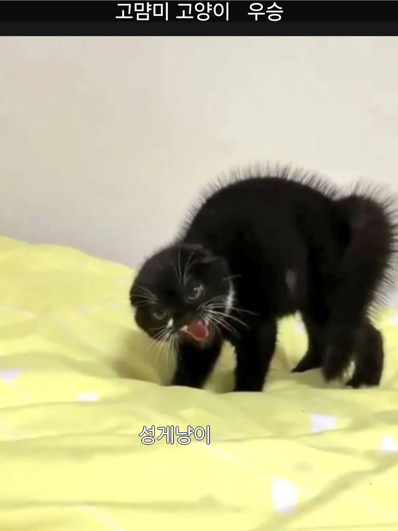 OddDhole3769의 에바..가 뭔데