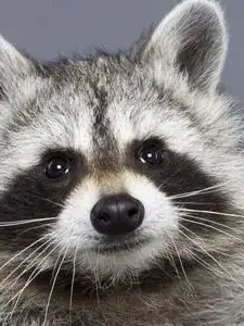 ppp1123의 쿠키런 채팅방