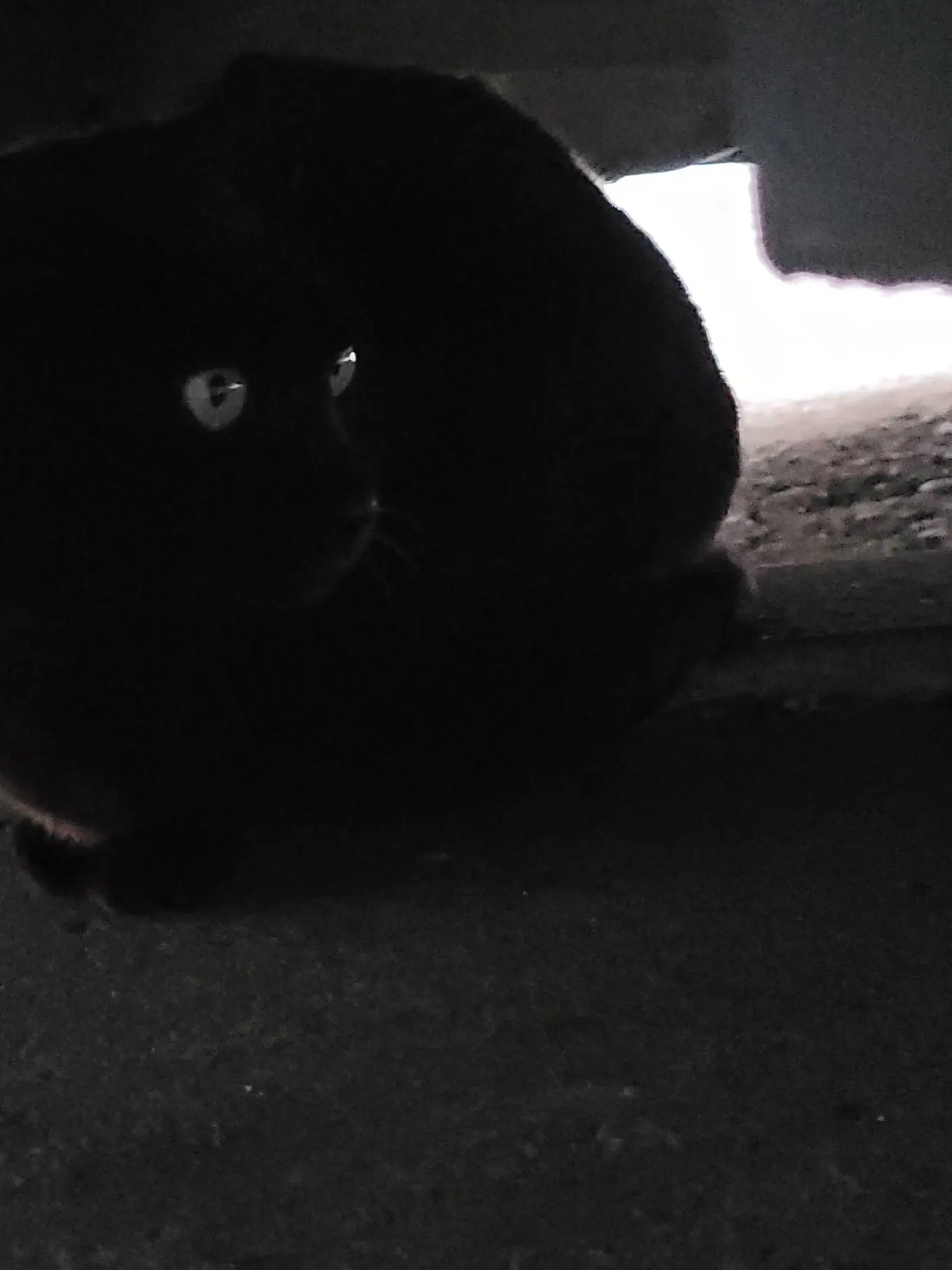 seedTheCooJjyang의 마에다 리쿠