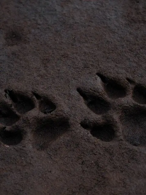 2222222222222의 검은 개