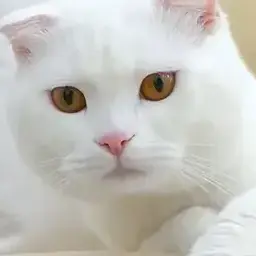 FuzzyCrib0799의 고양이산책 갈틱폰