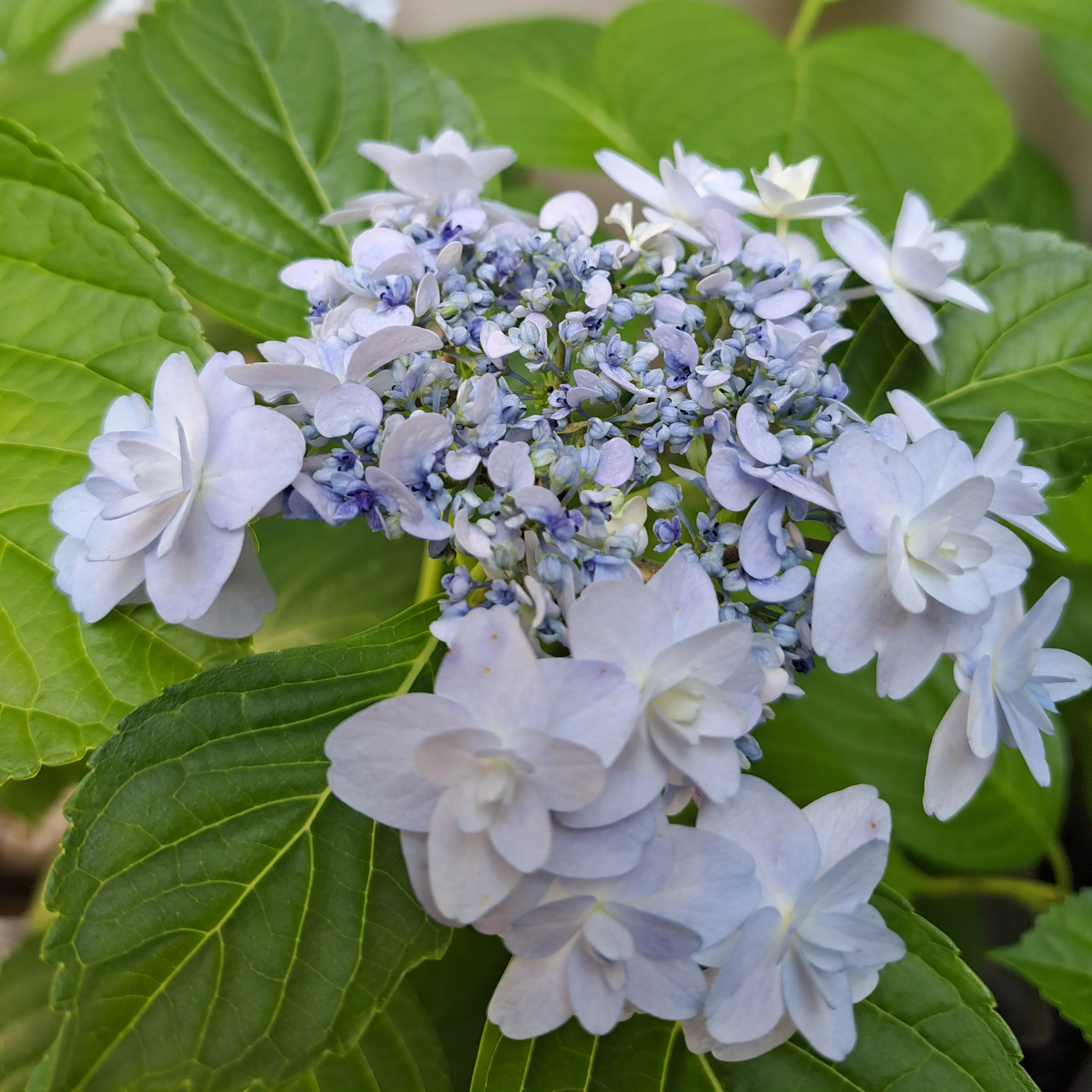 BumpyLemon2099의 サカバンさんの関係者になりたい！