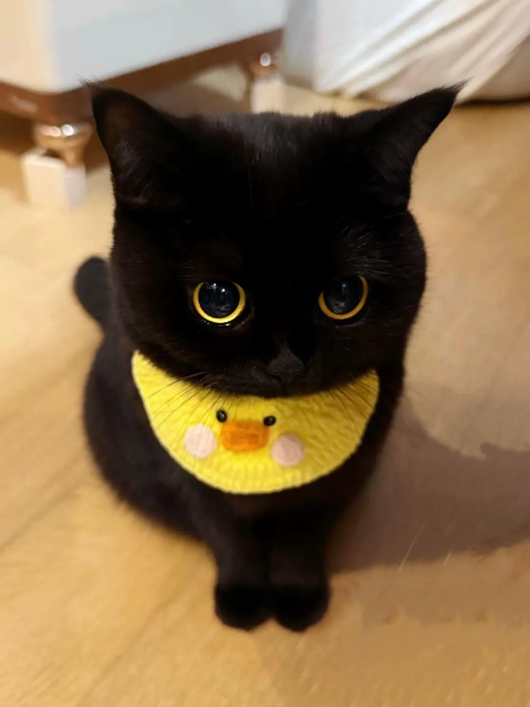 baby._.J의 고양이로 살아남기!