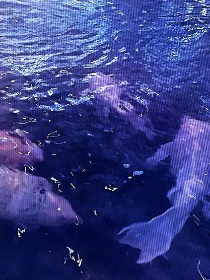 Hoshikuzu의 好感度